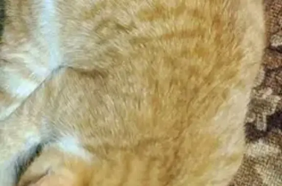 Пропала кошка, Южа, Ивановская обл. - photo