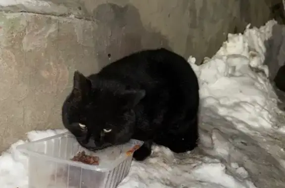 Найденные животные Казань, фото: Найден кот, ул. Декабристов, 185, Казань