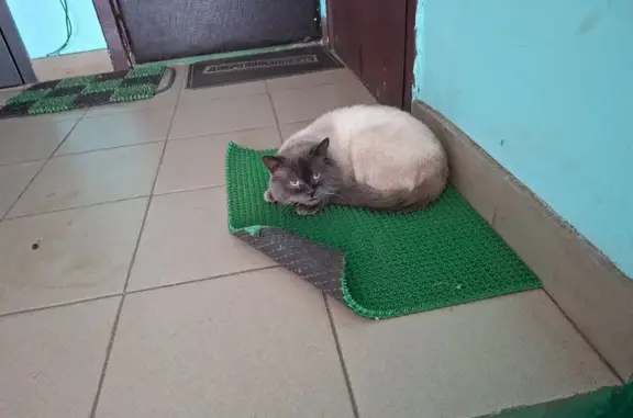 Найдена кошка, Кострома, фото: Сиамская кошка найдена, ул. Ленина 155