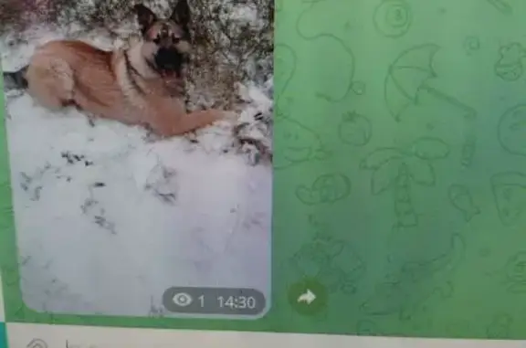 Найдена собака, Запорожское, фото: Овчарка найдена в Сосново, Ленобласть