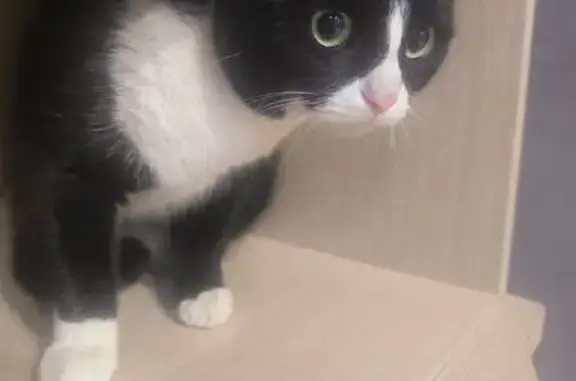 Объявления о пропавших и найденных животных, Волжский, фото: Кошка найдена: пр. Ленина, 96, Волжский