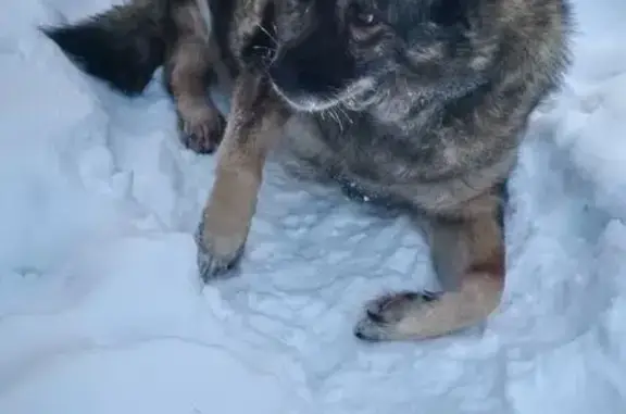 Пропала собака Рада, Школьная ул., Сургут - photo