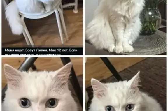 Пропала кошка на ул. Тружеников, 15/43а - photo