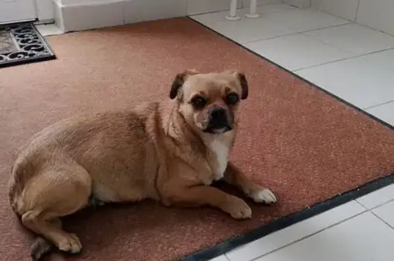 Найдена собака, Витязево, фото: Найдена собака, Витязево, Южный пр. 20