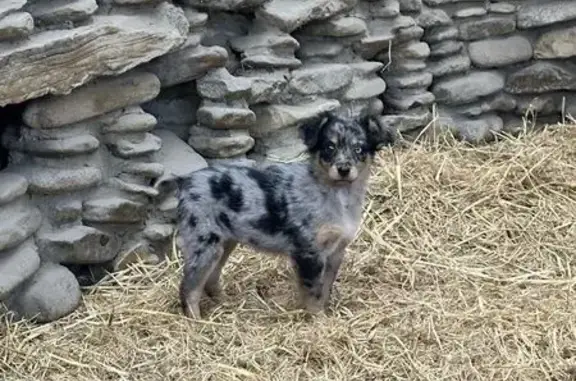 Объявления о пропавших и найденных животных, Абинск, фото: Пропали щенки, Абинск, Пионерская, 74