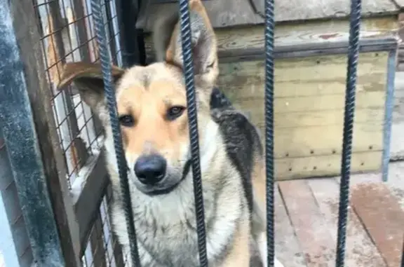 Пропала собака в Курлек, Томская область - photo