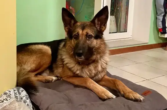 Найдена собака, Раменский, фото: Метис овчарки найден: МО, 01.01.2026