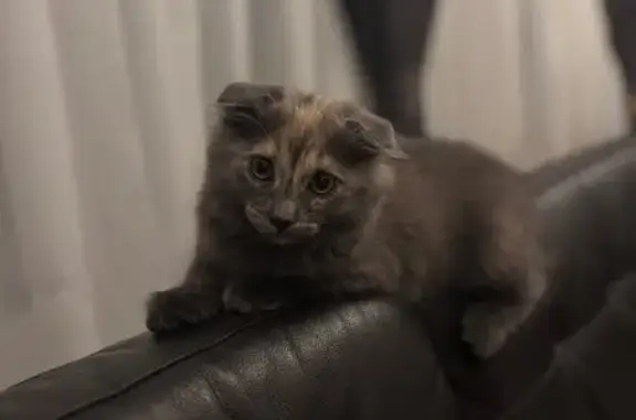 Кошки потеряшки, Новосадовый, фото: Потеряшка кошка, Новосадовый, Белгородская обл.