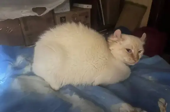 Пропала кошка, ул. Интернационала 77, Ногинск - photo