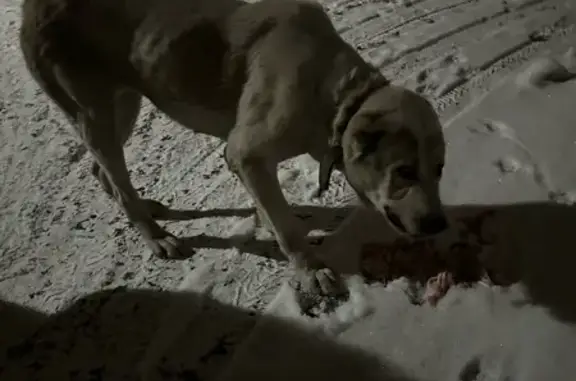 Найдена собака, Курск, фото: Собака найдена: ул. Гагарина, Курск