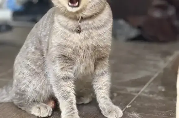 Кошка найдена: ул. Тухачевского, Ставрополь - photo