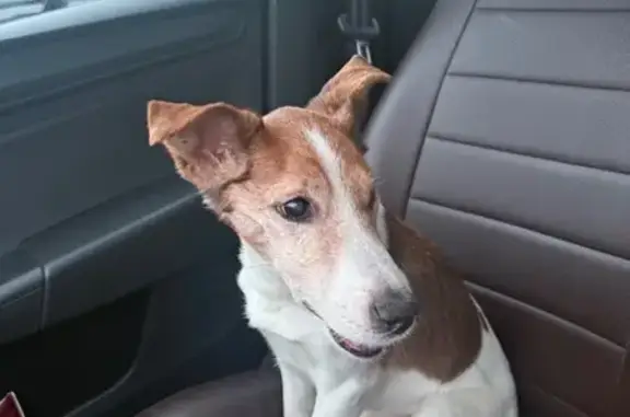 Найдена собака, Тула, фото: Найдена собака, Тула, ул. Энгельса 99