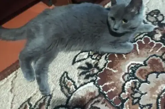 Найдена кошка, Курск, фото: Кошка найдена: 1-й Суворовский пер., 84