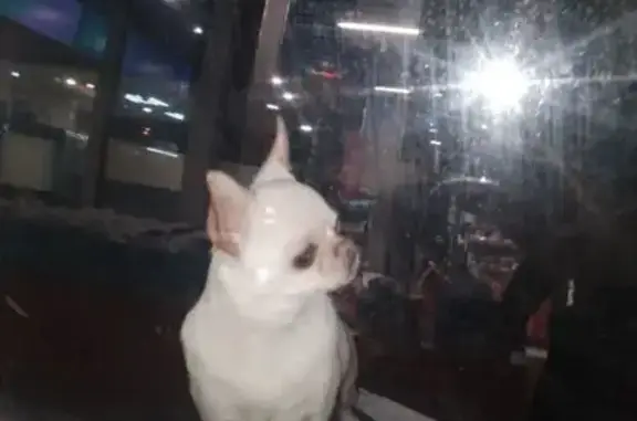 Найдена собака, Калининский, фото: Найдена белая чихуахуа, Тверская область