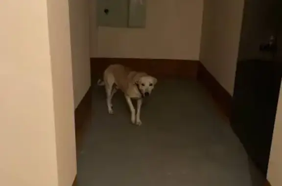 Найденные животные Самара, фото: Собака найдена: Кировский район, Самара