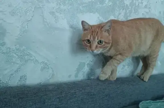 Пропала кошка, 3-я Путевая, Омск - photo