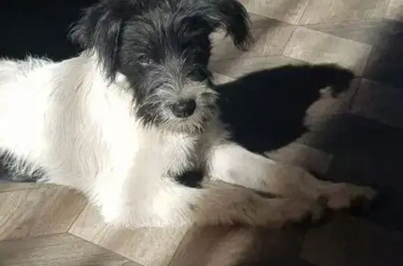 Собаки потеряшки, Щепкин, фото: Потеряшка собака на Новочеркасской улице