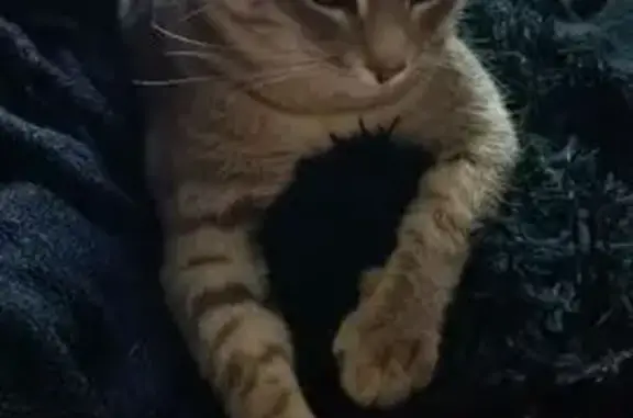 Пропал котик, Октябрьская ул. 165, Оренбург - photo