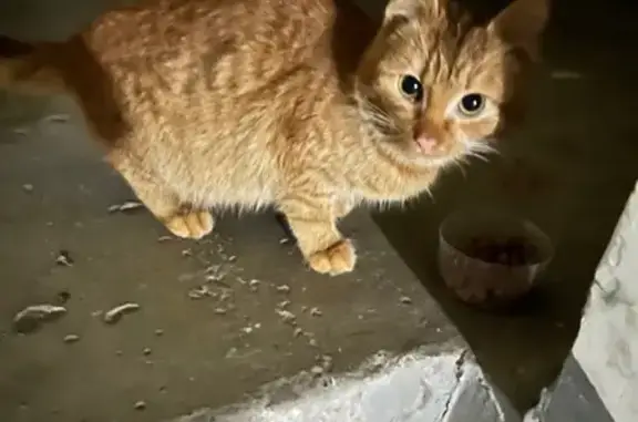Найдена кошка, Казань, фото: Кошка найдена: ул. Парина, 22, Казань