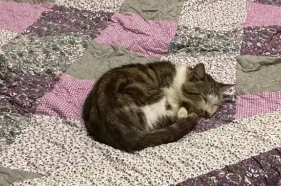 Пропала кошка, Ландышевая ул. 18, Сочи - photo