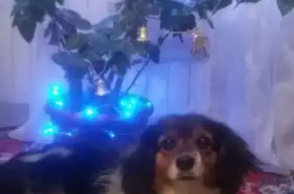 Пропала собака, Улан-Удэ, Бурятия - photo