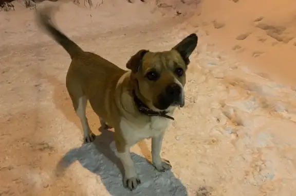 Найдена собака, Орехово-Зуево, фото: Собака найдена: Крупской 31, Орехово-Зуево