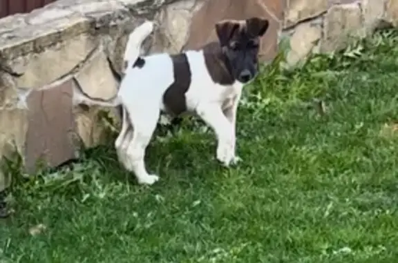 Пропал щенок фокстерьера, ул. Карла Маркса 14Б - photo