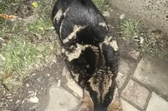 Найденные животные Михайловск, фото: Найдена кошка: Архитектурная ул., 35