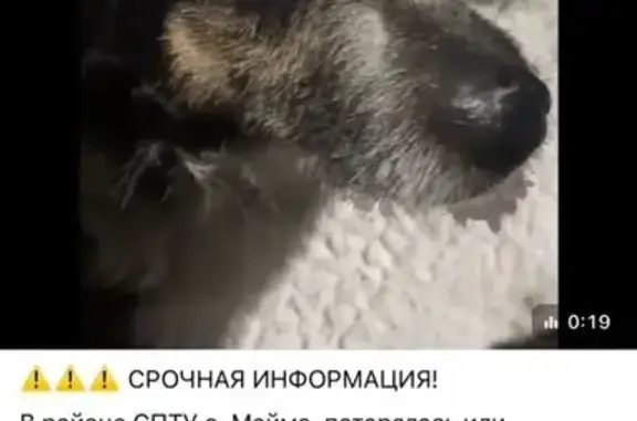 Найдена собака, Майма, фото: Собака найдена: ул. 50 лет Победы, Майма