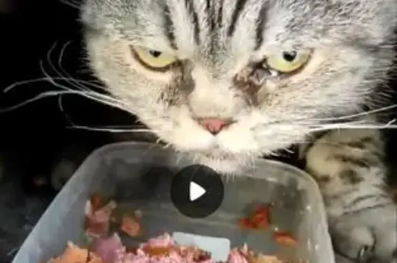 Найдена кошка, Уфа, фото: Кошка найдена: Интернациональная, Уфа