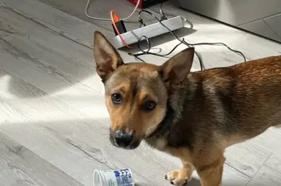 Пропала собака, 2-я Железнодорожная, 37А - photo