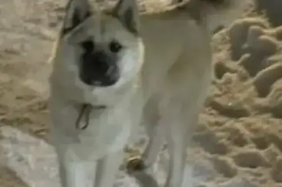 Найдена собака, Сергиев Посад, фото: Собака найдена: Сергиев Посад, Солнечная 5