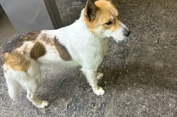 Найдена собака, Стрелка, фото: Собака найдена: Стрелка, Нижегородская обл.