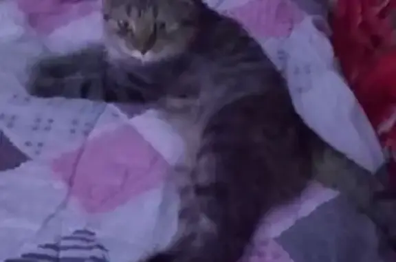 Кошки потеряшки, Калининск, фото: Потеряшка кошка, Калининск, Саратовская обл.