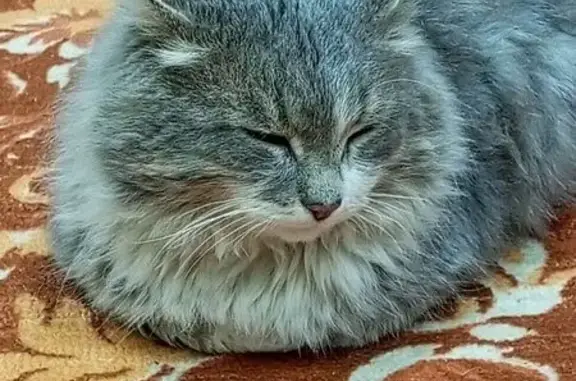 Пропала кошка, Советская 234, Шигоны - photo