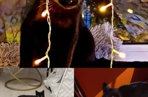 Пропала кошка, Бирюлёвская ул., 55 к1 - photo