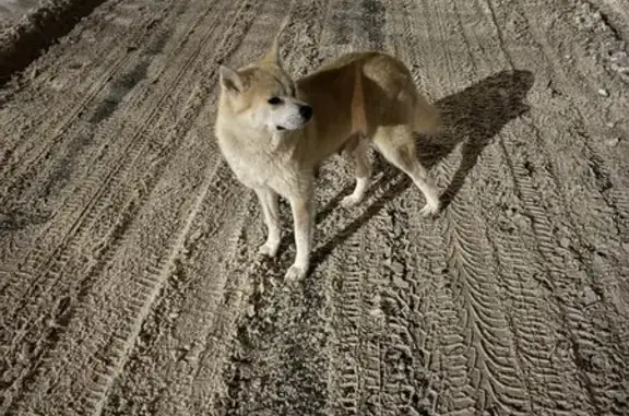 Найдена собака, Подстёпки, фото: Акита ину найдена на Чкалова, Подстёпки
