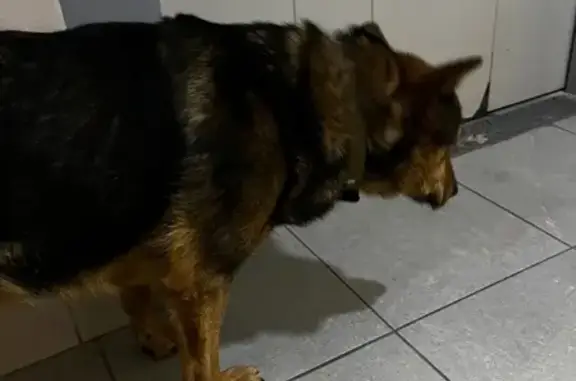 Найдена собака, Нижний Новгород, фото: Собака найдена, ул. Акимова, Н. Новгород