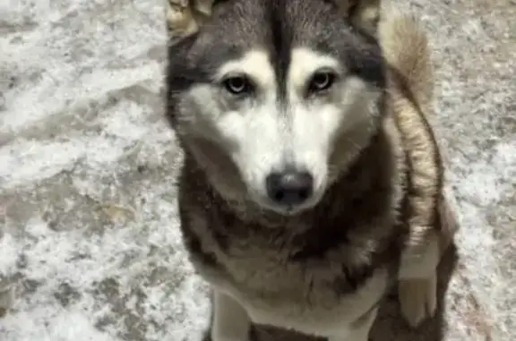 Объявления о пропавших и найденных животных, Бобровка, фото: Собака найдена: Р-229, Бобровка