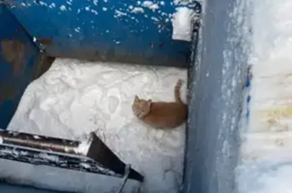 Найдена кошка, Чебоксары, фото: Чебоксары: найдена персиковая кошка