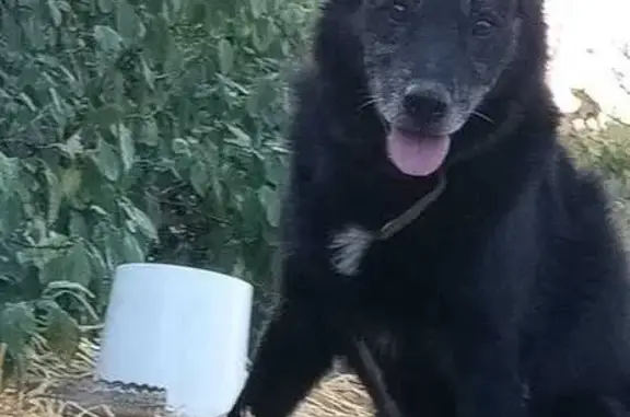 Пропала собака в Красноярском СП, Саратовская обл. - photo