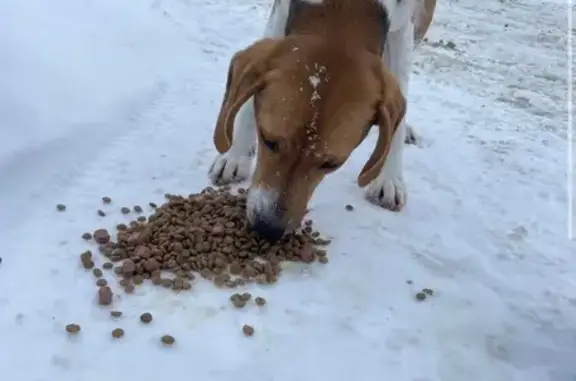 Пропала собака в Мурыгино, Смоленская обл. - photo
