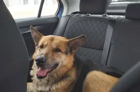 Найдена собака, Криуша, фото: Собака найдена в Криушинском поселении