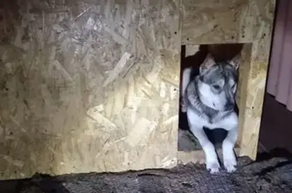 Пропала собака, Чуфарово, Нижегородская обл. - photo
