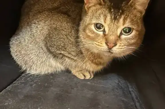 Кошка найдена: Ставрополь, Ставропольский край - photo