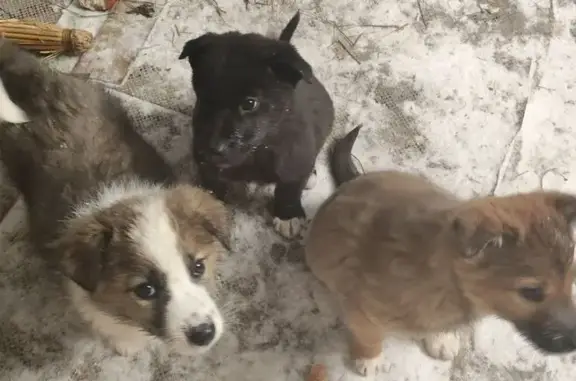 Объявления о пропавших и найденных животных, Мегион, фото: Собаки найдены в Мегионе, ХМАО-Югра