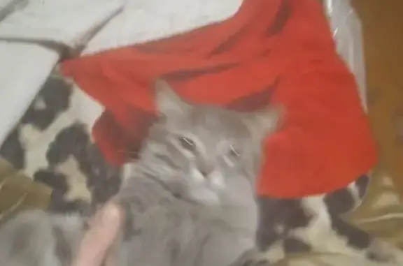 Найдена кошка, Нижний Новгород, фото: Кошка найдена: Дворовая ул, 31, Н. Новгород