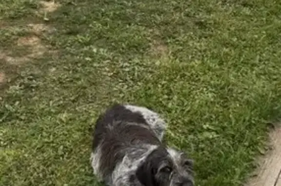 Пропала собака, Шиколово, 46Н-05550 - photo