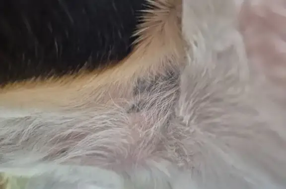 Найдена собака, Мытищи, фото: Найден бигль, Юбилейная 16, Мытищи