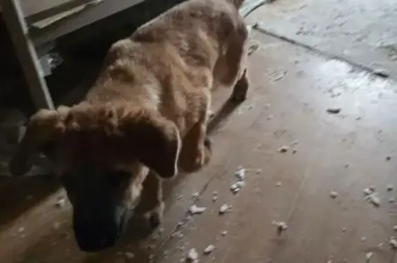 Найдена собака, Клин, фото: Собака найдена: Керамический пр., 15А к1, Клин